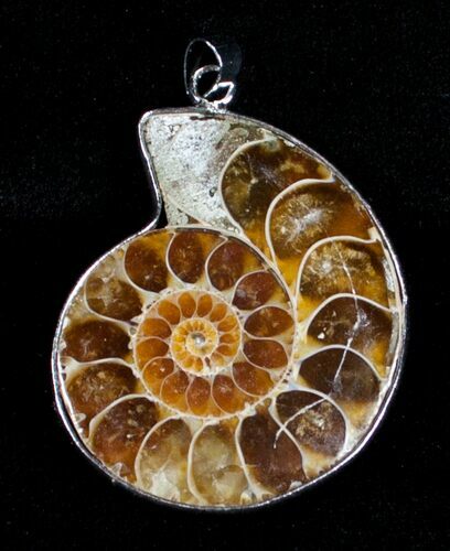 Polished Ammonite Fossil Pendant #3615